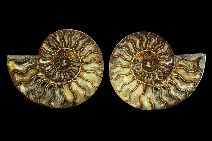 Agate Replaced Ammonite Fossil - Madagascar #169480